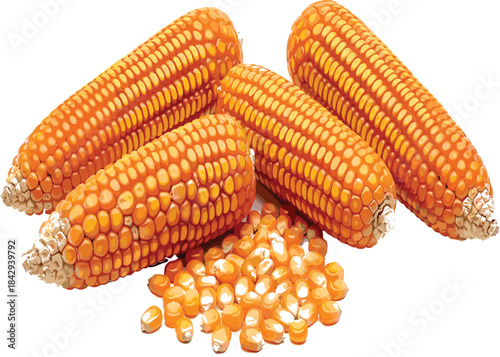 Realistic vector illustration of several dried corn cobs with loose kernels, symbolizing agriculture, natural harvest, sweet vegetable, raw food ingredient, and farm produce.