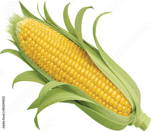 Realistic vector illustration of a fresh corn cob (maize) partially husked with green leaves, symbolizing healthy vegetable, natural food ingredient, summer harvest, and farm produce.
