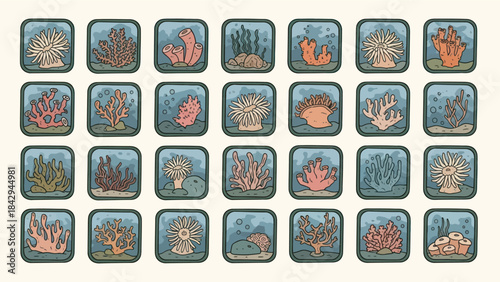 Colorful sea coral illustrations set vector graphic design elements