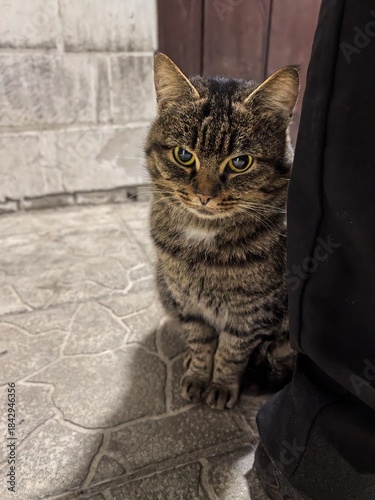 _
Beautiful cute cats