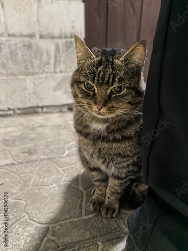 _
Beautiful cute cats