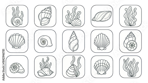 Collection of hand drawn shells and seaweed icons on white background