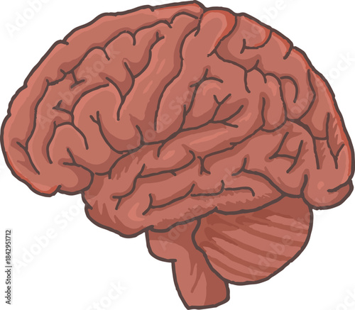 human brain vector illustration