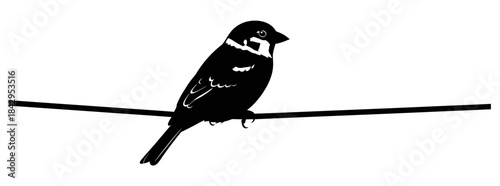 Silhouette of a small bird perched on a wire against a white background