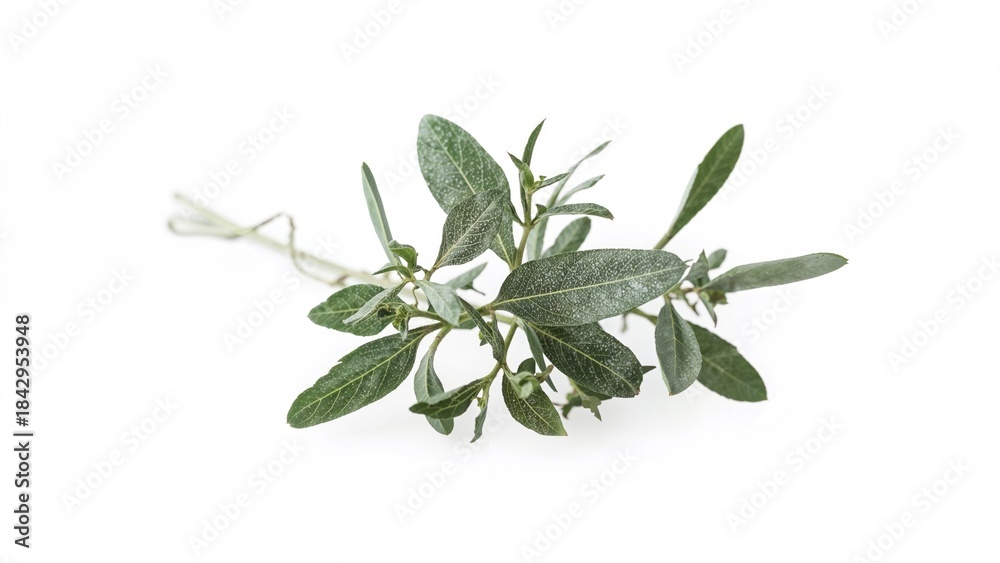 Obraz premium Fresh herb bundle with green leaves and stems, culinary and medicinal plant. Nature and gardening concept. Plant and foliage. The concept of herbs and natural remedies