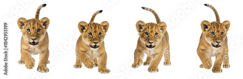 Photography Lion Cub Panthera leo isolated on white background walking set baby predator ani