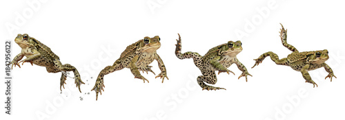 Foto Common Frog Rana temporaria isolated on white background amphibian set jumping l