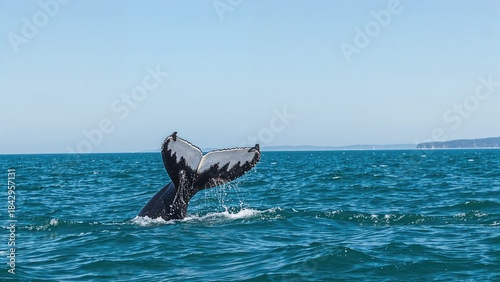 A whale's tail emerging from the ocean surface against a clear sky.