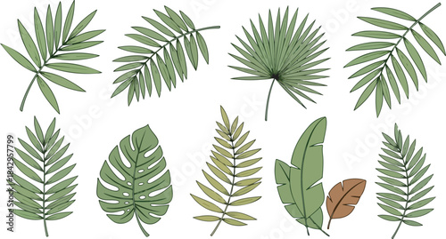  A clean botanical vector illustration featuring a diverse collection of tropical leaves arranged separately on a solid white background 3
