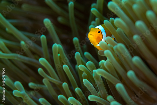 A clownfish hiding amongst teh tentacles of a sea anemone in Indonesia