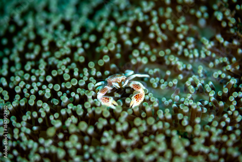 A Porceline crab sitting in a sea anemone coral in Indonesia