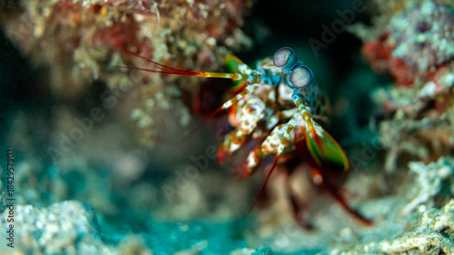 A close-up macro shot of a colorful mantis shrimp, highlighting its striking eyes and vibrant appendages against a blurred underwater background.
