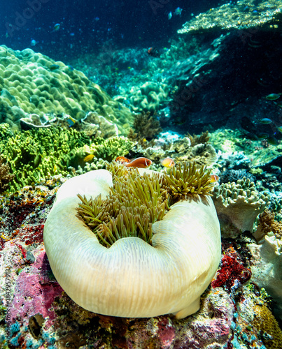 A pair of anemonefish swim around a large fleshy sea anemone on a vibrant coral reef, illuminated by clear shallow water.