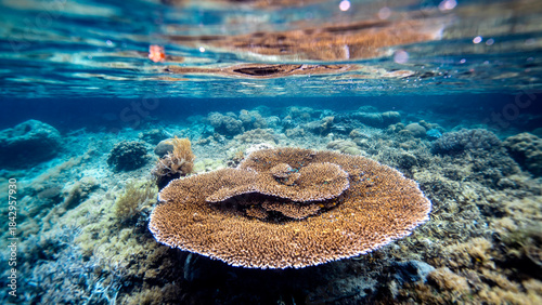 A large table coral dominates a shallow reef scene, surrounded by diverse corals and small reef fish under sun-lit, clear water near the surface.
