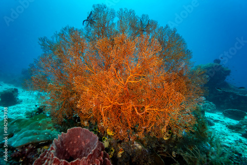 A vibrant orange sea fan dominates the underwater scene, spreading its intricate branches across a coral reef in clear blue water.