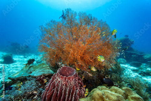 A vibrant orange sea fan dominates the underwater scene, spreading its intricate branches across a coral reef in clear blue water.