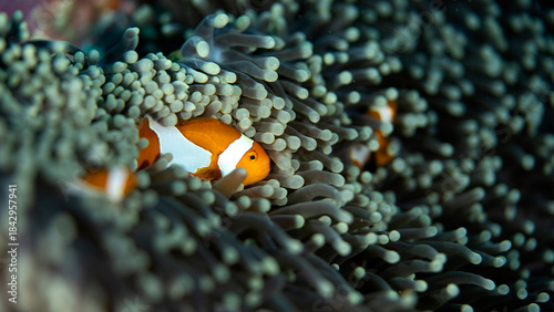 A clownfish hiding amongst teh tentacles of a sea anemone in Indonesia