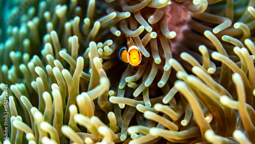 A clownfish hiding amongst teh tentacles of a sea anemone in Indonesia