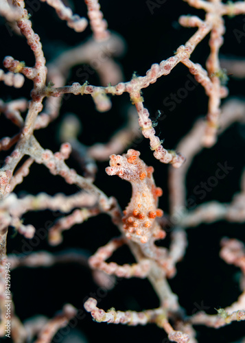 A pygmy seahorse camouflages perfectly among the branches of a gorgonian coral, blending in with the tiny polyps in a detailed macro underwater shot.