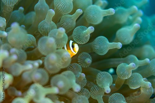 A clownfish hiding amongst teh tentacles of a sea anemone in Indonesia
