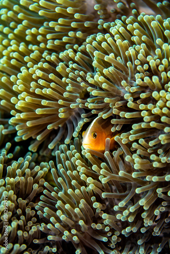 A clownfish nestles deep among the curled tentacles of a sea anemone, creating a detailed and colorful close-up of their symbiotic relationship.
