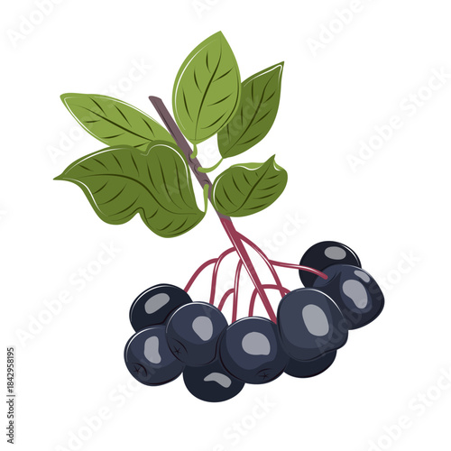 Cartoon black chokeberry branch with ripe dark berries and green leaves. Vector aronia isolated. Botanical design element for labels, packaging, natural products and autumn themes.