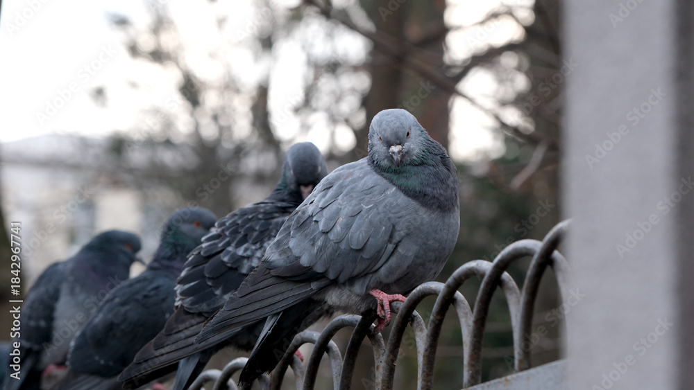 Fototapeta premium Pigeons perched quietly on a rusty fence at dawn