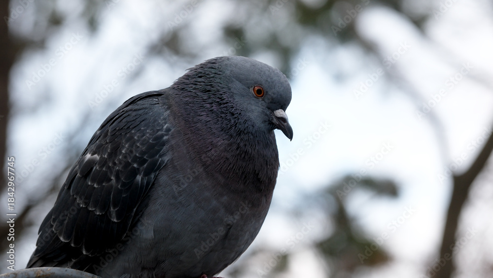 Obraz premium Captivating gray pigeon perched quietly at dusk high above the ground