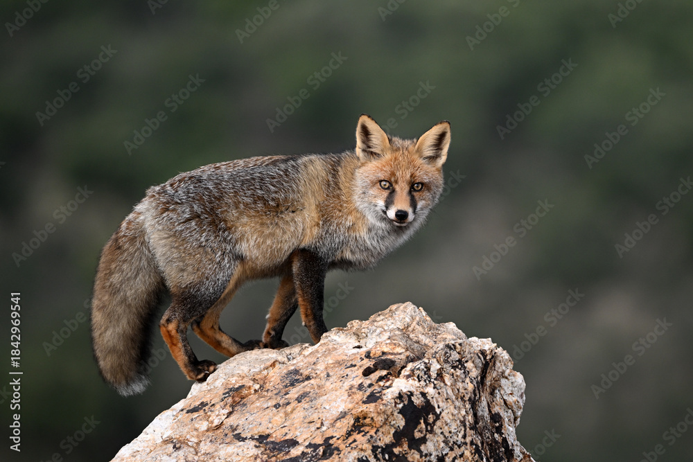 Naklejka premium A red fox in the mountain