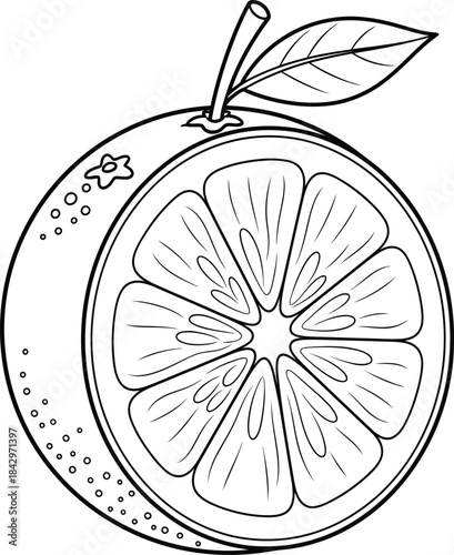 Lemon Fruit Slice Hand Drawn Line Art