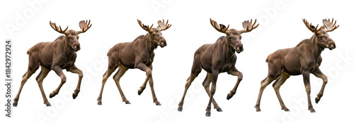 Set Of Young baby moose calf stands isolated on transparent background, Moose PNG (Alces alces)