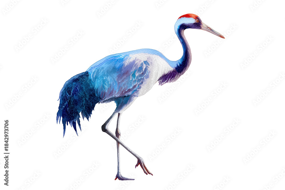 Obraz premium Elegant Crane hand drawn watercolor long-legged bird