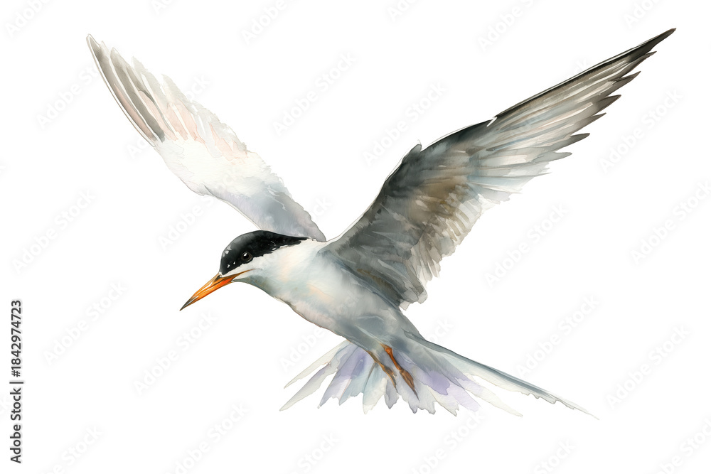Obraz premium Little Tern flying hand drawn watercolor bird painting