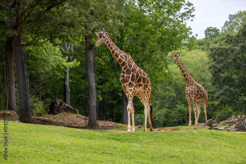 Canvas Print Two Tall