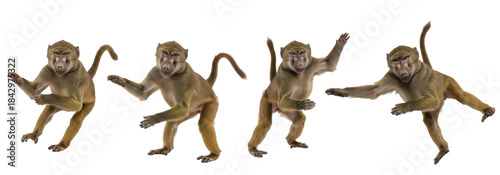 Set Of Monkey In Different Poses isolated on transparent background, rhesus monkey PNG, (Cercopithecidae)