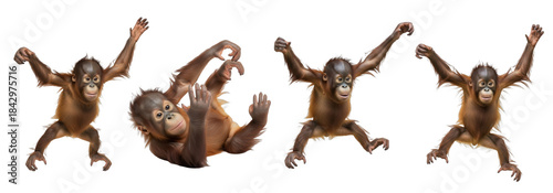 Orangutan Baby in various poses isolated on transparent background, Orangutans Primate ,  (Pongo)