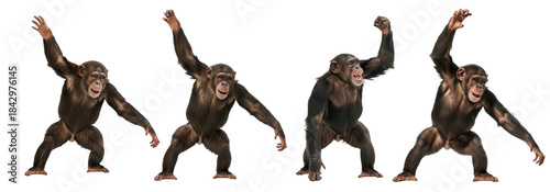 Fotografi Chimpanzee In Various Position isolated on transparent background, big chimpanze