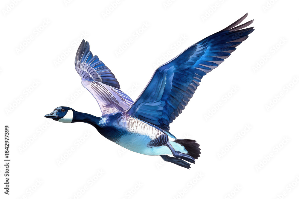 Obraz premium Brant Goose in flight, a dynamic hand drawn watercolor bird painting