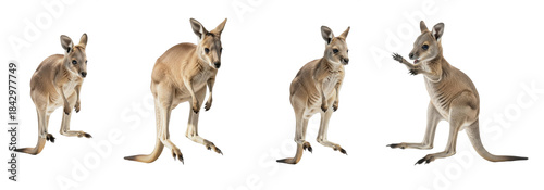 Canvas Print Set Of Little Kangaroo In Action isolated on transparent background, Kangaroo Cu