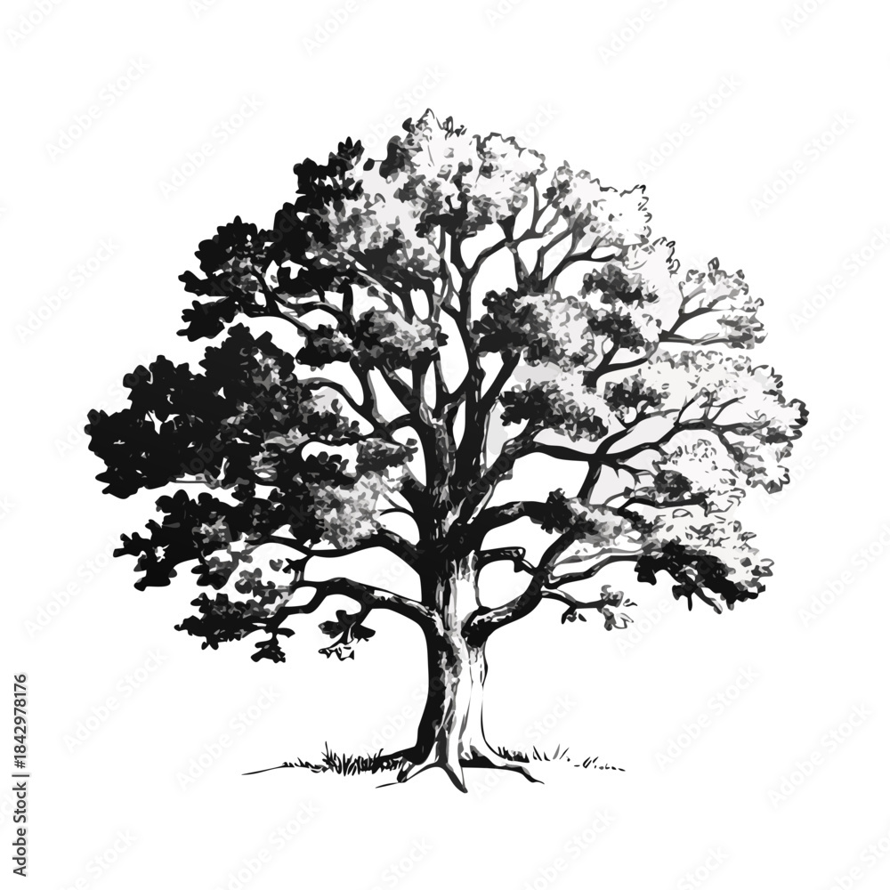 Fototapeta premium Old engraving of an oak tree, isolated on white. Scanned at 600 DPI with very high resolution. Published in Systematischer Bilder-Atlas zum Conversations-Lexikon, Ikonographische Encyklopaedie der Wis