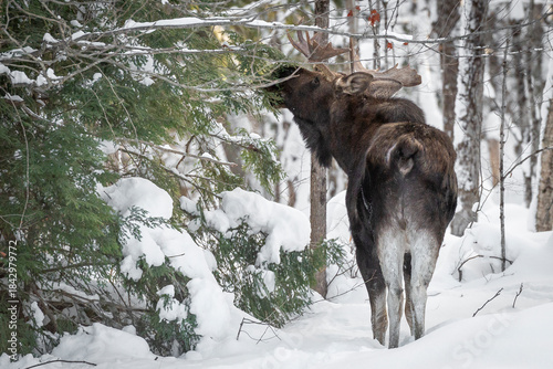 Young Bull Moose in Winter
