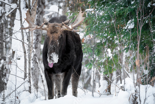 Young Bull Moose in Winter