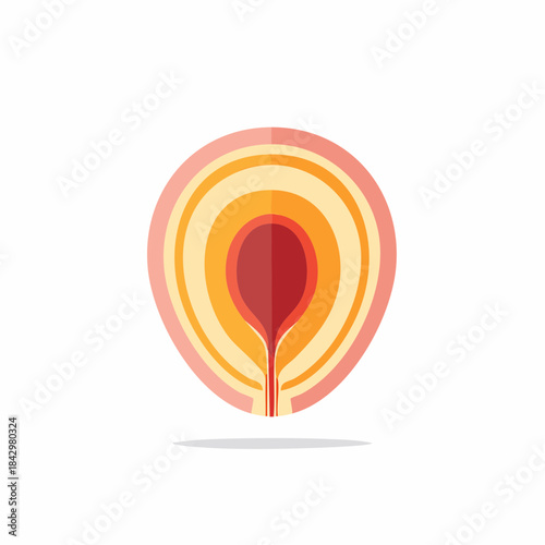 Anatomical cross section of the bladder Layers of bladder wall structure illustration