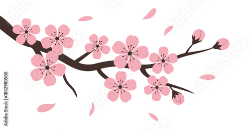 Delicate Pink Cherry Blossom Branch With Blooming Flowers and Falling Petals on White Background sakura