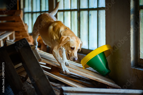 Rescue dog - a golden retriever searching through pallets