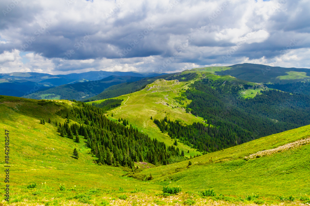 Fototapeta premium A beautiful valley in the Fagaras Mountains near Lake Vidraru. Grassy slopes covered and coniferous forest. Southern Carpathians, Romania
