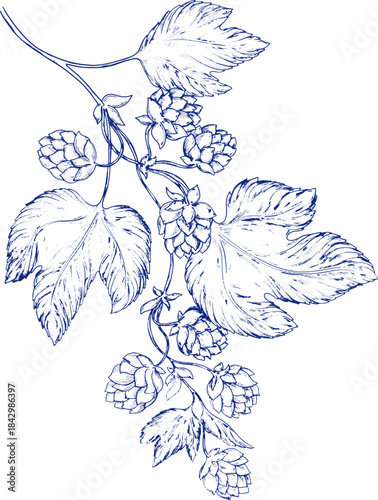 Watercolor banner set toile de jouy featuring hop branches with cones and leaves, ideal for beer branding, brewing presentations, brewery ads, or botanical and floral themed designs. Floral, leaves.