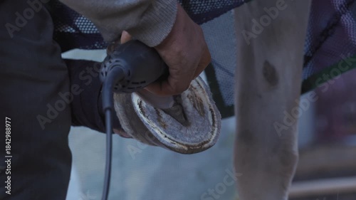 Farrier cleaning and brushing horse hoof with rotary grinder tool before installing new horseshoe, closeup detail