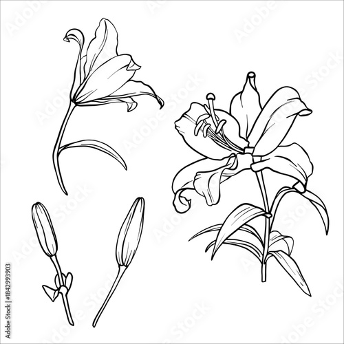 Obraz na płótnie Lilies vector set