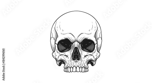 Intricately detailed line art illustration of a human skull, rendered with a gothic and realistic aesthetic, perfect for various designs.